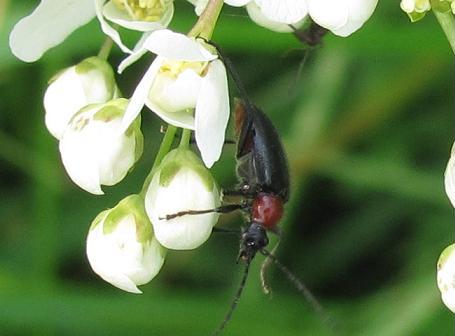 Dinoptera collaris, Cerambycidae